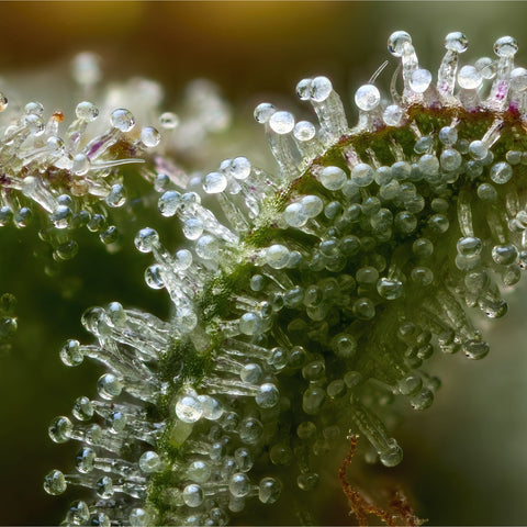 Why Should You Choose Organic Nutrients